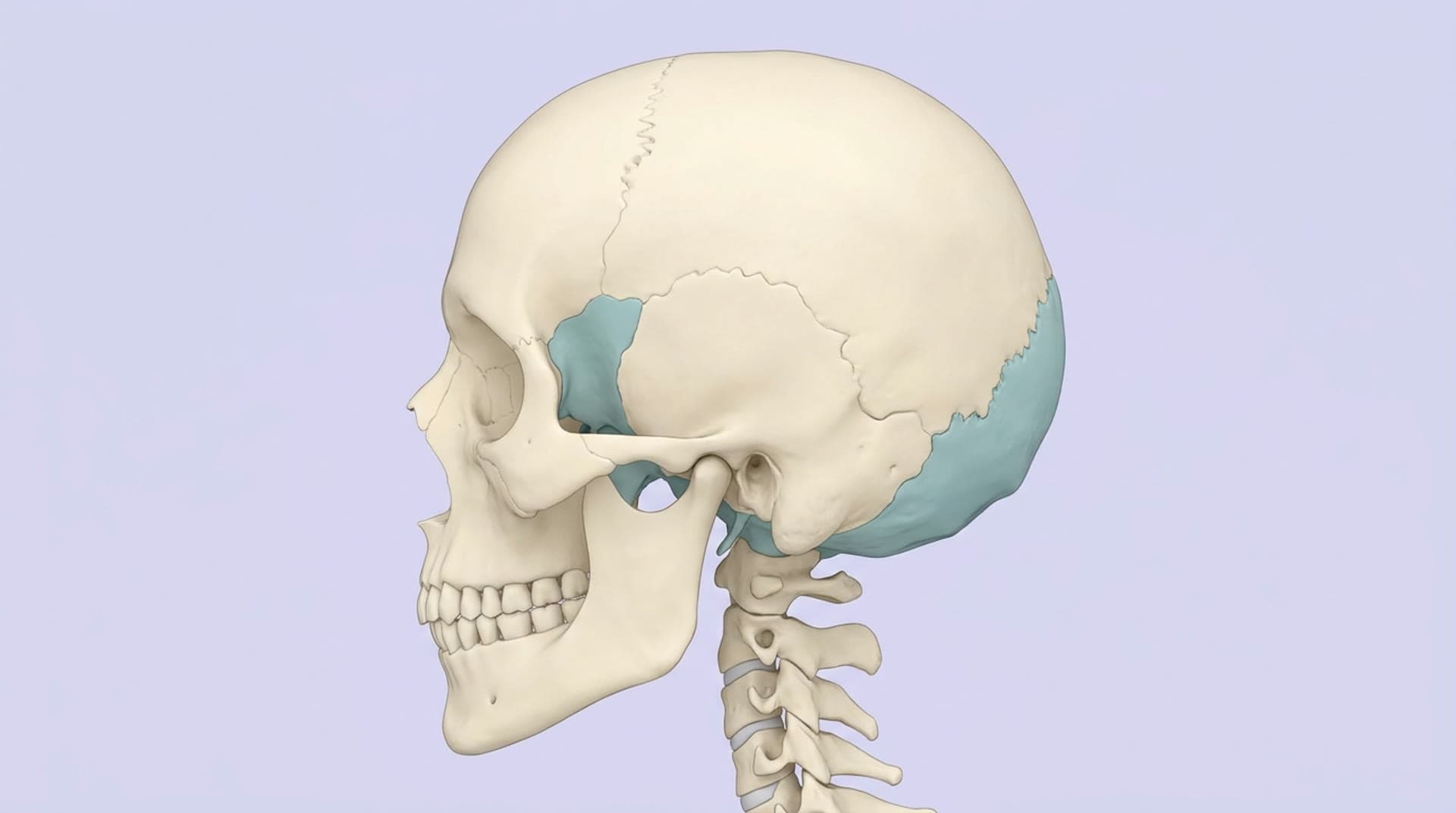 Lateral view of the skull with the sphenoid and occipital bone highlighted